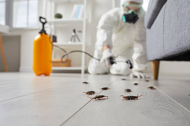 Post-Treatment Bed Bug Interceptor Monitoring in Elm Springs